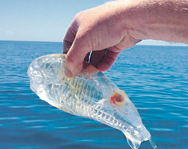 Sau khi cầm lên xem, Fraser phát hiện ra nó không phải kẹo, cũng chẳng phải thạch mà là một sinh vật sống. Toàn thân nó trong suốt nhưng ở gần đuôi lại có một đốm màu cam.