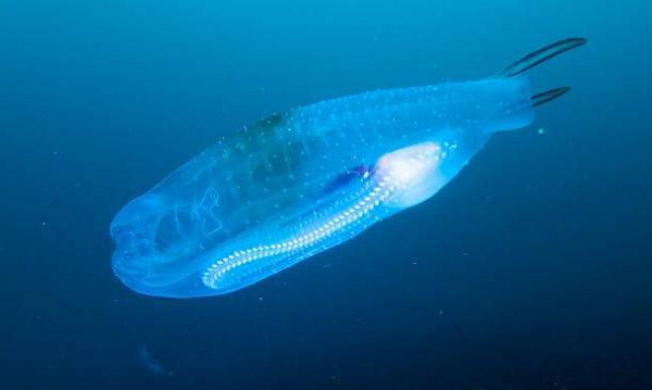 Cá bống biển còn được mệnh danh là "máy lọc sinh học của đại dương" bởi nó có thể loại bỏ carbon rất tốt.