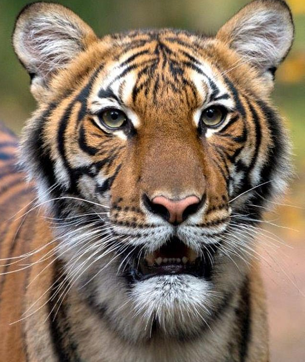 Hashmot Ali bị thương nặng sau khi bị hổ tấn công. Người đàn ông hét lên trong đau đớn, cố gắng chống trả bằng cách tạo ra tiếng ồn với mái chèo.