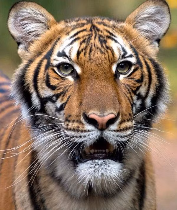 Hashmot Ali bị thương nặng sau khi bị hổ tấn công. Người đàn ông hét lên trong đau đớn, cố gắng chống trả bằng cách tạo ra tiếng ồn với mái chèo.