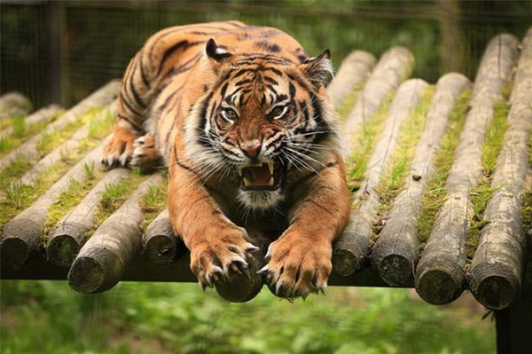 Tháng 6/2021, David Solomon, 52 tuổi đã tử vong do bị hổ tên Japser tấn công. Con hổ lao qua hàng rào điện cao gần 4 mét trong công viên bảo tồn động vật hoang dã ở Nam Phi và tấn công David Solomon.