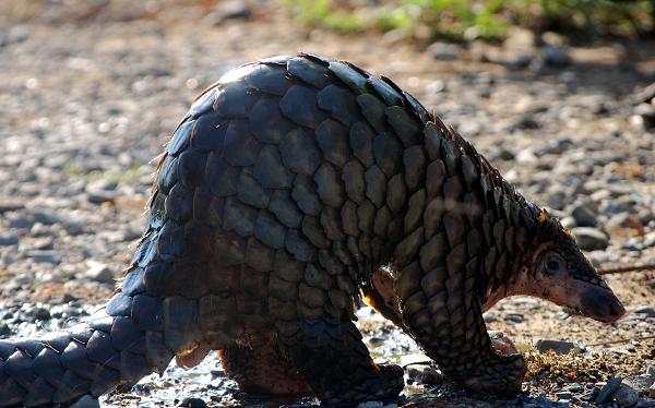 Tê tê Java đã được đưa vào sách Sách đỏ Việt Nam (19920 và Danh lục đỏ IUCN (1996, 2000).