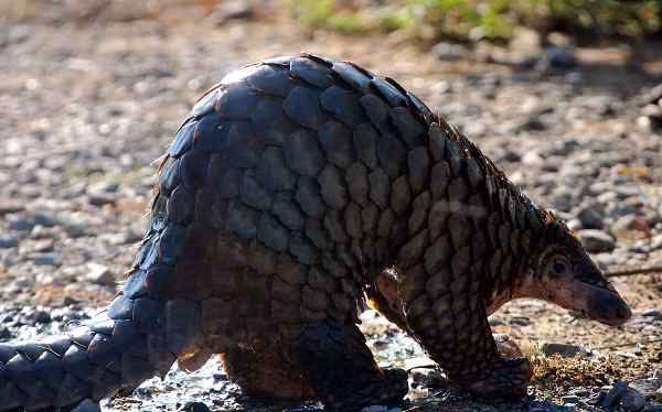 Tê tê Java đã được đưa vào sách Sách đỏ Việt Nam (19920 và Danh lục đỏ IUCN (1996, 2000).