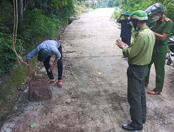 Sau khi tiếp nhận, UBND phường Cẩm Phô đã báo cho lực lượng kiểm lâm và Khu Bảo tồn biển Cù Lao Chàm và tiến hành thả cá thể tê tê vào rừng đặc dụng Khu dự trữ sinh quyển thế giới Cù Lao Chàm, xã Tân Hiệp, TP Hội An.