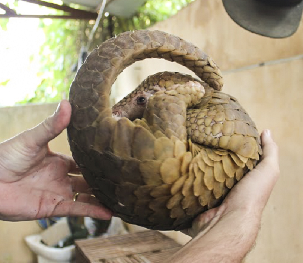 Ở nước ta, tê tê Java phân bố chủ yếu ở Hà Tĩnh, Quảng Bình, Quảng Trị, Thừa Thiên – Huế, Quảng Nam, Đà Nẵng, Kontum, Gia Lai, Tây Ninh. Thê giới: Mianma, Lào, Cămpuchia, Thái Lan, Malaixia, Indonesia.