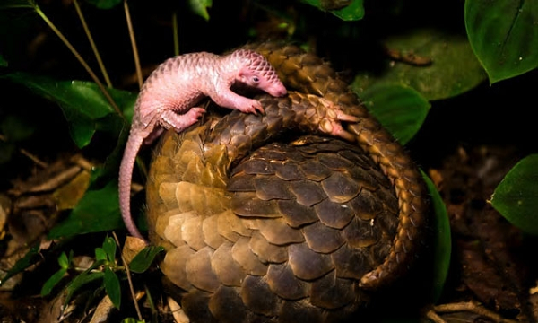 Con non thường có lớp vẩy màu trắng đục. Chúng sống trong rừng già, rừng thứ sinh, rừng hỗn giao tre nứa gỗ, ở hang dưới các gốc cây to, cây mục nát, hoặc vách đất đá trong lùm cây rậm rạp. Hoạt động kiếm ăn ban đêm trên mặt đất, ban ngày trú ẩn trong hang.