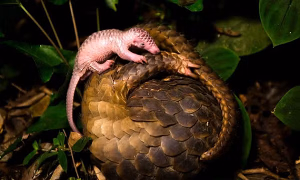 Con non thường có lớp vẩy màu trắng đục. Chúng sống trong rừng già, rừng thứ sinh, rừng hỗn giao tre nứa gỗ, ở hang dưới các gốc cây to, cây mục nát, hoặc vách đất đá trong lùm cây rậm rạp. Hoạt động kiếm ăn ban đêm trên mặt đất, ban ngày trú ẩn trong hang.