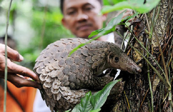 Những năm gần đây tê tê trở thành mặt hàng buôn bán xuyên biên giới. Vì vậy nước ta đã cấm săn bắt buôn bán tê tê và vẩy tê tê với bất cứ hình thức nào.