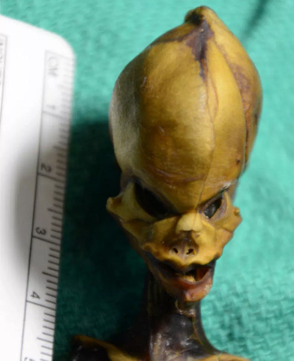 "Độ trưởng thành rất cân xứng ở bộ xương khiến cơ thể trông hoàn thiện hơn nhiều dù bản thân mẫu vật rất nhỏ. Sự sai lệch trên ảnh hưởng lớn tới nghiên cứu. Do đó, chúng tôi cho rằng có một hoặc nhiều đột biến gene gây ra điều này".