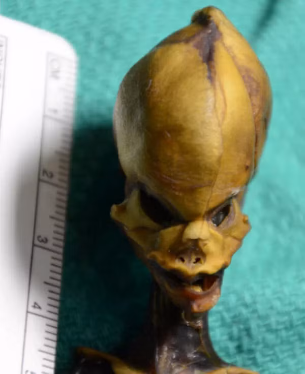 "Độ trưởng thành rất cân xứng ở bộ xương khiến cơ thể trông hoàn thiện hơn nhiều dù bản thân mẫu vật rất nhỏ. Sự sai lệch trên ảnh hưởng lớn tới nghiên cứu. Do đó, chúng tôi cho rằng có một hoặc nhiều đột biến gene gây ra điều này".