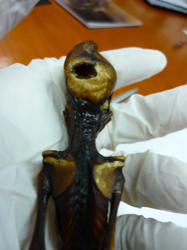 "Điều đáng chú ý khiến chúng tôi sớm đoán ra có gì đó khác lạ ở bộ xương là mức độ trưởng thành của các xương (mật độ và hình dáng)", Garry Nolan, giáo sư vi sinh vật học và miễn dịch học ở Trường y thuộc Đại học Stanford, California, cho biết.