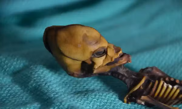 Ngay lập tức, các nhà khoa học đã cho rằng đây là xác ướp của sinh vật ngoài hành tinh đổ bộ xuống Trái đất và đặt tên nó là Atacama Alien. Nó khiến toàn bộ giới khoa học phải đau đầu nhiều năm sau đó.