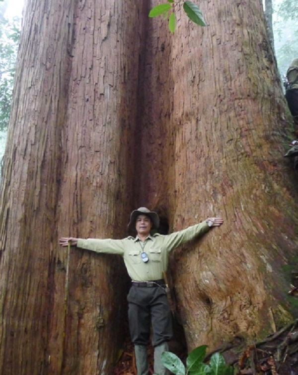 Sa mu dầu có tên khoa học Cunninghamia konishii (còn được gọi là Sa mộc dầu; Mạy lâng lênh, Mạy lung linh, Sa mộc quế phong) là một loài thực vật hạt trần trong họ Cupressaceae.
