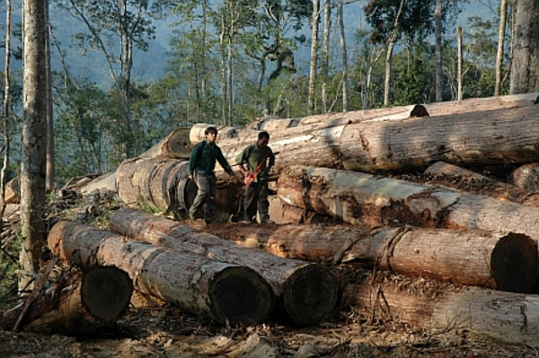 Sa mu dầu mọc rải rác thành các quần thể nhỏ trong rừng nguyên sinh thuộc kiểu rừng kín thường xanh hỗn giao cây lá rộng, lá kim ẩm á nhiệt đới núi thấp hoặc núi trung bình trên đất phong hóa từ granit hoặc các đá mẹ silicat khác ở độ cao 960-2.000 m so với mặt nước biển.
