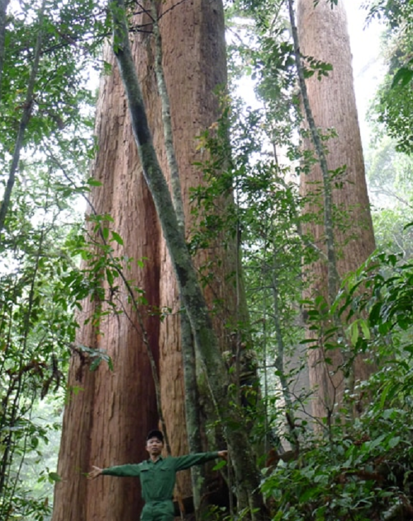 Công thức che sáng 25% cho sinh trưởng của cây sa mu dầu trong giai đoạn vườn ươm đến 4 tháng tuổi có tỷ lệ sống cao nhất đến 96%.