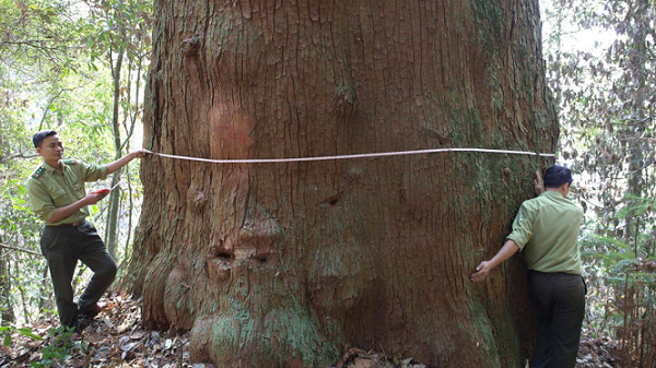 Nhóm nghiên cứu đang tiếp tục theo dõi, trao đổi kinh nghiệm với cán bộ kỹ thuật, quản lý của Khu bảo tồn thiên nhiên Pù Hoạt, xây dựng kế hoạch chuyển giao nguồn giống sa mu dầu cho các cơ quan, đơn vị nhằm bảo tồn nguồn gen quý hiếm của loài cây này.