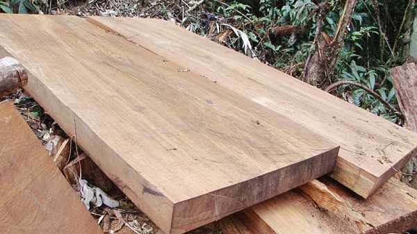 Sa mu dầu là loài cây thân gỗ lá kim, có thể cao tới 40m hoặc hơn. Đường kính thân trung bình 80cm. Cây sa mu dầu lớn nhất được ghi nhận cao tới 50m, đường kính thân tới 5.5m với tuổi đời 1500 năm (thông tin chưa xác nhận). Tuổi đời trung bình của sa mu dầu cũng khá cao, khoảng 800 năm.