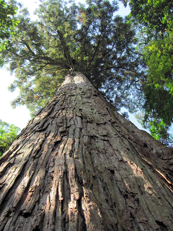 Sa mu dầu là loài có gỗ nhẹ, chắc, thơm và có giá trị kinh tế cao. Hiện nay, số lượng của loài sa mu dầu còn lại rất ít và phân bố trong những vùng sinh thái khá hẹp.