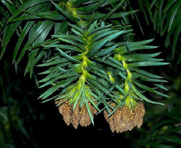 Sa mu dầu trên thế giới được xếp vào nhóm loài thực vật có nguy cơ bị tuyệt chủng do diện tích quần thể bị suy giảm quá 50% và liên tục. Sa mu dầu tại Việt nam cũng được xếp vào loài sắp bị tuyệt chủng theo Nghị định 160/213/NĐ-CP.