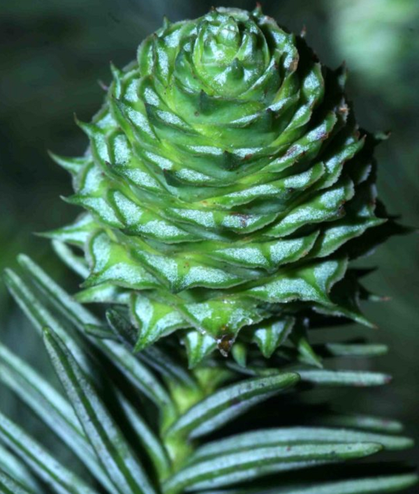 Gỗ sa mu dầu được xếp vào gỗ cứng nhóm I trong bảng 8 nhóm gỗ của Việt Nam, cùng với nhiều loài gỗ khác như trắc, muồng, hoàng đàn, cẩm lai.