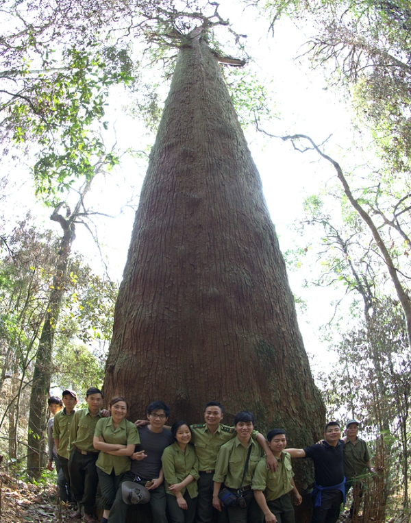 Đến nay kết quả bước đầu cho thấy, hạt sa mu dầu được kiểm nghiệm có độ thuần trung bình đạt 70,3% (không bị lai tạo) và được xử lý ngâm nước ấm 60 độ C cho tỷ lệ nảy mầm cao nhất 30,33%.