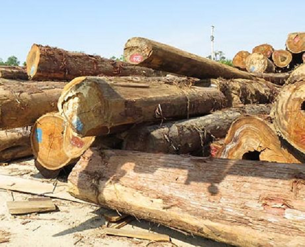 Nhiều công trình nghiên cứu về loài sa mu dầu ở trong nước đã nhận định khả năng tái sinh tự nhiên của loài rất kém. Mời các bạn xem video: Khung cảnh thiên nhiên tuyệt đẹp tại các quốc gia ít dân nhất thế giới. Nguồn: VTC.