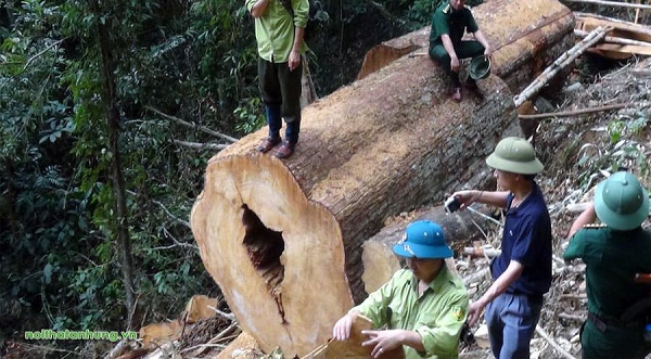 Mới đây, trung tâm Nhiệt đới Việt - Nga đã thực hiện nhân giống thành công loài sa mu dầu thu từ tự nhiên, ươm trong bầu đất phối trộn với các thành phần giá thể khác nhau.