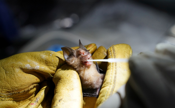 Các xét nghiệm sau đó cho thấy các thợ mỏ đã bị nhiễm một loại virus Corona, được đặt tên là RaTG13. Năm ngoái, các nhà khoa học Ấn Độ cho rằng RaTG13 là họ hàng gần của SARS-CoV-2.