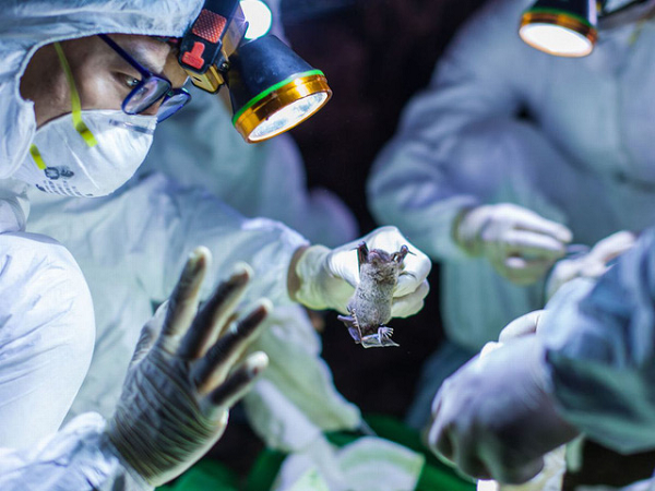 Giáo sư David Livermore - nhà vi sinh vật học tại Đại học East Anglia, nói rằng mặc dù ông tin rằng giả thuyết viurs rò rỉ từ phòng thí nghiệm không chắc là nguồn gốc của đại dịch, nhưng vẫn có “một số sự trùng hợp đáng chú ý”.