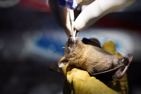 Bên cạnh đó, nhóm nghiên cứu đến từ Pháp cũng bác bỏ giả thuyết trước đó cho rằng virus gây đại dịch COVID-19 rò rỉ từ phòng thí nghiệm. Tuy nhiên điều này lại khiến nhiều nhà khoa học nghi ngờ.