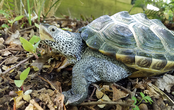 Rùa kim cương thích sống trong khu vực có nhiệt độ từ 27 – 29 độ C.
