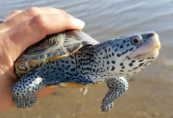 Rùa kim cương hay Diamondback Terrapin là một loài rùa nước lợ, sinh sống ở các khu vực ven biển nằm ở miền đông nam nước Mỹ.
