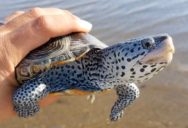 Rùa kim cương hay Diamondback Terrapin là một loài rùa nước lợ, sinh sống ở các khu vực ven biển nằm ở miền đông nam nước Mỹ.
