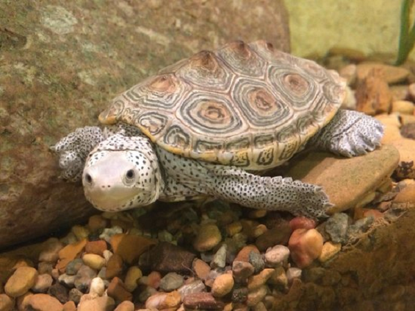 Rùa kim cương có nhiều màu sắc khác nhau như màu nâu, xám, xanh lục, màu đen. Trên các lớp da chúng sẽ được phủ thêm một lớp đốm đen hoặc xám, trắng.