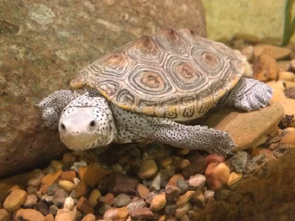 Rùa kim cương có nhiều màu sắc khác nhau như màu nâu, xám, xanh lục, màu đen. Trên các lớp da chúng sẽ được phủ thêm một lớp đốm đen hoặc xám, trắng.