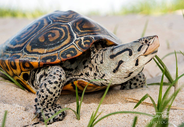 Rùa kim cương có kích thước trung bình dài khoảng 12 cm đối với con đực, con cái dài 25 cm.