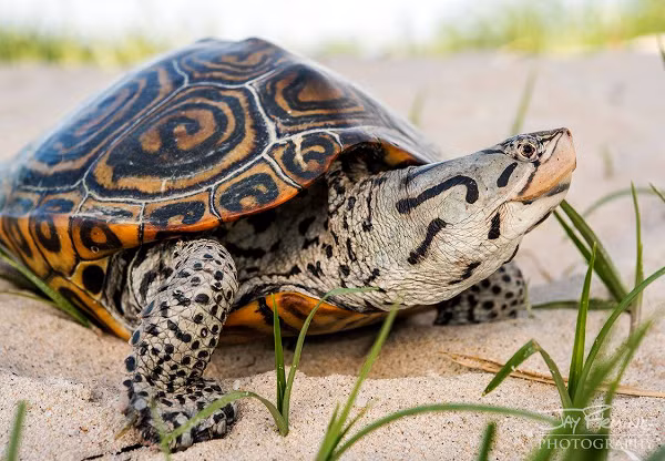 Rùa kim cương có kích thước trung bình dài khoảng 12 cm đối với con đực, con cái dài 25 cm.