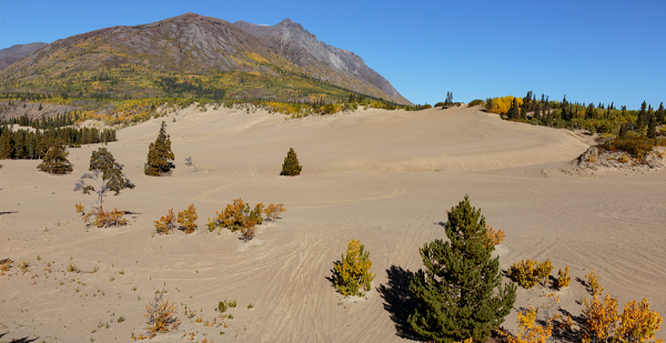 Dưới gốc các cây vân sam, trên các mô đất khuất gió bao quanh rìa sa mạc, chúng lì lợm bám chặt rễ xuống lòng đất. Hè sang, hai loài cỏ này còn trổ bông, lan hương ra xung quanh.