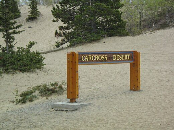 Mặc dù gió rất khắc nghiệt và gây ức chế cho hầu hết đời sống thực vật, nhưng cồn cát là nơi sinh sống của một số loài thực vật khác thường hiếm thấy (thường chỉ được tìm thấy ngoài khơi hồ Baikal ở Siberia).