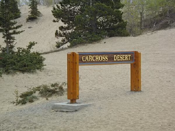 Mặc dù gió rất khắc nghiệt và gây ức chế cho hầu hết đời sống thực vật, nhưng cồn cát là nơi sinh sống của một số loài thực vật khác thường hiếm thấy (thường chỉ được tìm thấy ngoài khơi hồ Baikal ở Siberia).