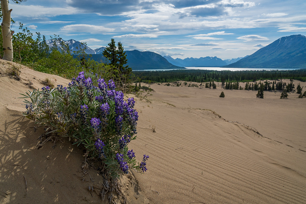 Vì bị gió mạnh liên tục cuốn cát vào, nên hầu hết các loài cỏ đều không mọc nổi, trừ hai loài cỏ kiên gan hạng nhất mang tên Yukon lupine và Baikal sedge.