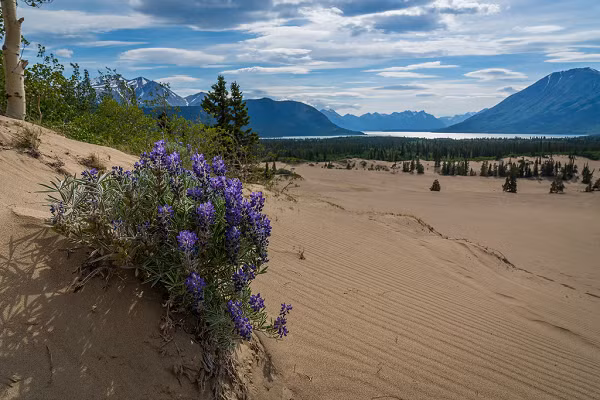 Vì bị gió mạnh liên tục cuốn cát vào, nên hầu hết các loài cỏ đều không mọc nổi, trừ hai loài cỏ kiên gan hạng nhất mang tên Yukon lupine và Baikal sedge.
