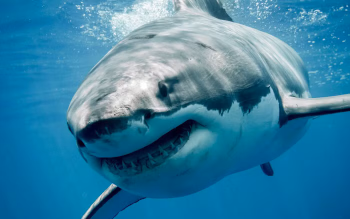 Mỗi năm, số lượng người bị cá mập tấn công khá thấp. 60 năm qua cả thế giới chỉ có hơn 2700 trường hợp bị tấn công, trong đó khoảng 439 người tử vong.