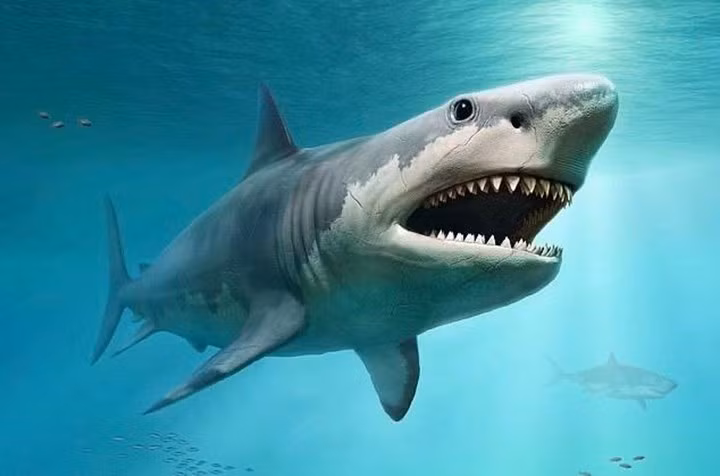 Các đại dương vốn có thể hấp thụ tới 93% nhiệt lượng tạo ra từ khí nhà kính của hành tinh. Điều này tác động lớn đến đời sống của các loài động vật biến nhiệt như cá mập, vì chúng vốn lợi dụng môi trường để điều chỉnh thân nhiệt.