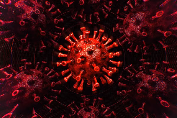 Tuy nhiên, các nhà khoa học Nhật Bản muốn giải quyết vấn đề này nên đã biến đổi gen vùng liên kết thụ thể của protein gai để các phân tử đường gắn vào vùng đầu.