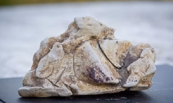 Tuy nhiên, phải đến khi hoạt động săn bắt cá voi quy mô lớn bắt đầu vào những năm 1800, thì danh tính loài sản xuất duy nhất ra long diên hương mới được công bố. Đó là cá nhà táng.