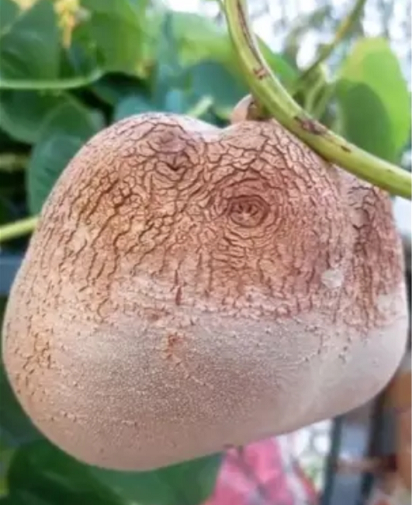 Ngay lập tức, loại củ - quả kỳ lạ này đã thu hút sự tò mò của dân mạng và thay nhau tìm câu trả lời. Quả như lời dự đoán của anh chàng chủ video, có không ít loại củ được nêu tên nhưng hầu hết đều không chính xác như: củ sắn, củ mỡ, hoài sơn, củ từ,...