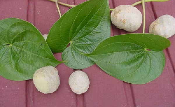 Một cây cho rất nhiều củ, chúng có thể phát triển nhanh chóng. Các cây mới có thể nảy mầm từ những củ rất nhỏ hay thậm chí là những củ đặt sát mặt đất.