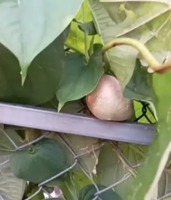 Sau cùng, nhiều người đã đồng ý với một ý kiến cho biết đây là khoai tây dây còn gọi là khoai tây không khí hay khoai tây dây leo, là một thành viên của họ hàng khoai mỡ có nguồn gốc ở châu Á và châu Phi cận sa mạc Sahara.