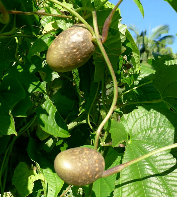 Khoai tây dây leo hiếm khi ra hoa, các củ mọc dọc theo thân leo và thường ra quả vào mùa thu và mùa đông. Mời các bạn xem video: Khung cảnh thiên nhiên tuyệt đẹp tại các quốc gia ít dân nhất thế giới. Nguồn: VTC.